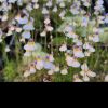 Kwiaty/flowers 
